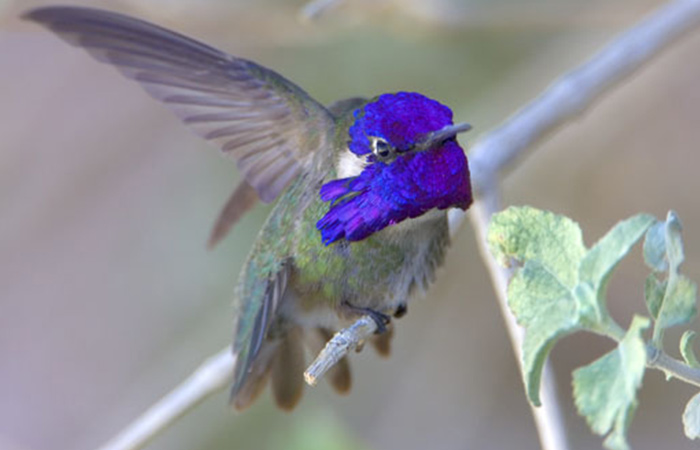 Costa Humming Bird